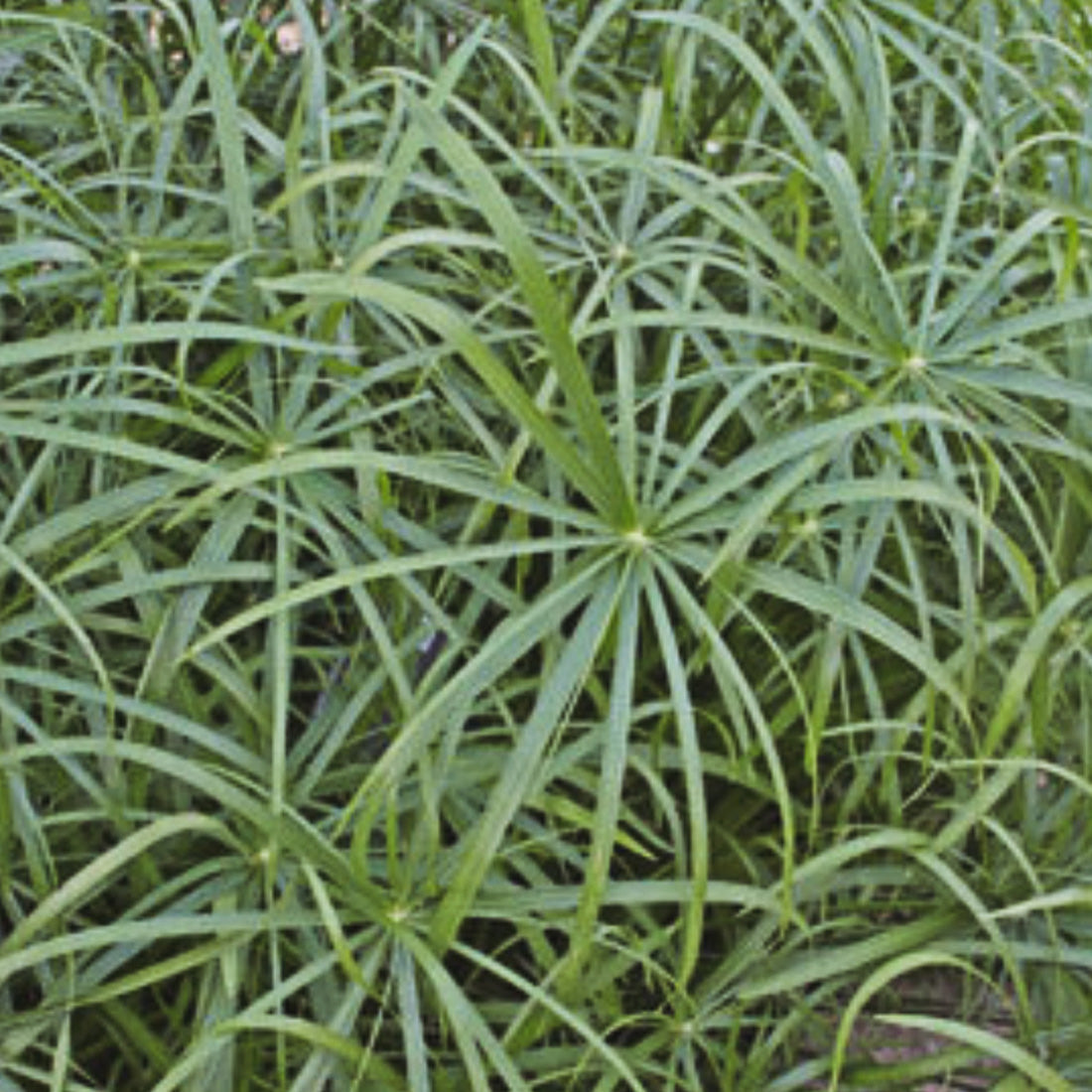 Cyperus | Baby Tut Grass - 1 Quart