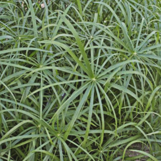 Cyperus | Baby Tut Grass - 1 Quart