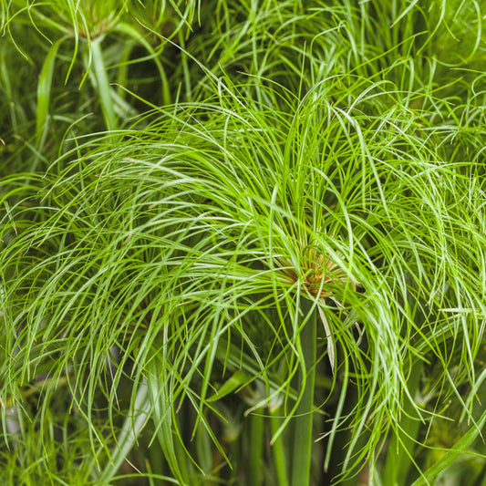 Cyperus | Prince Tut Grass - 1 Quart