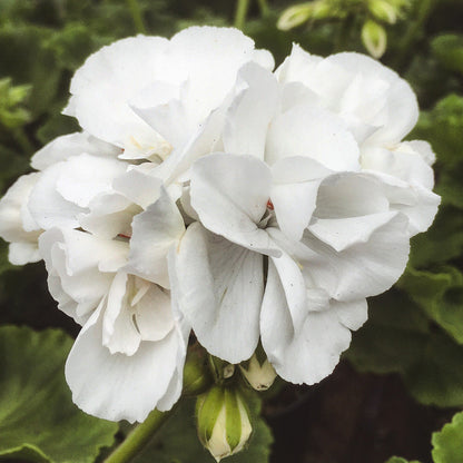 Geranium | Fantasia - 1 Quart