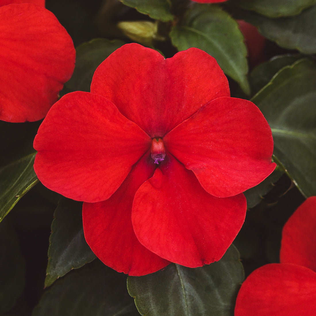 Impatiens | Beacon - Large Hanging Basket