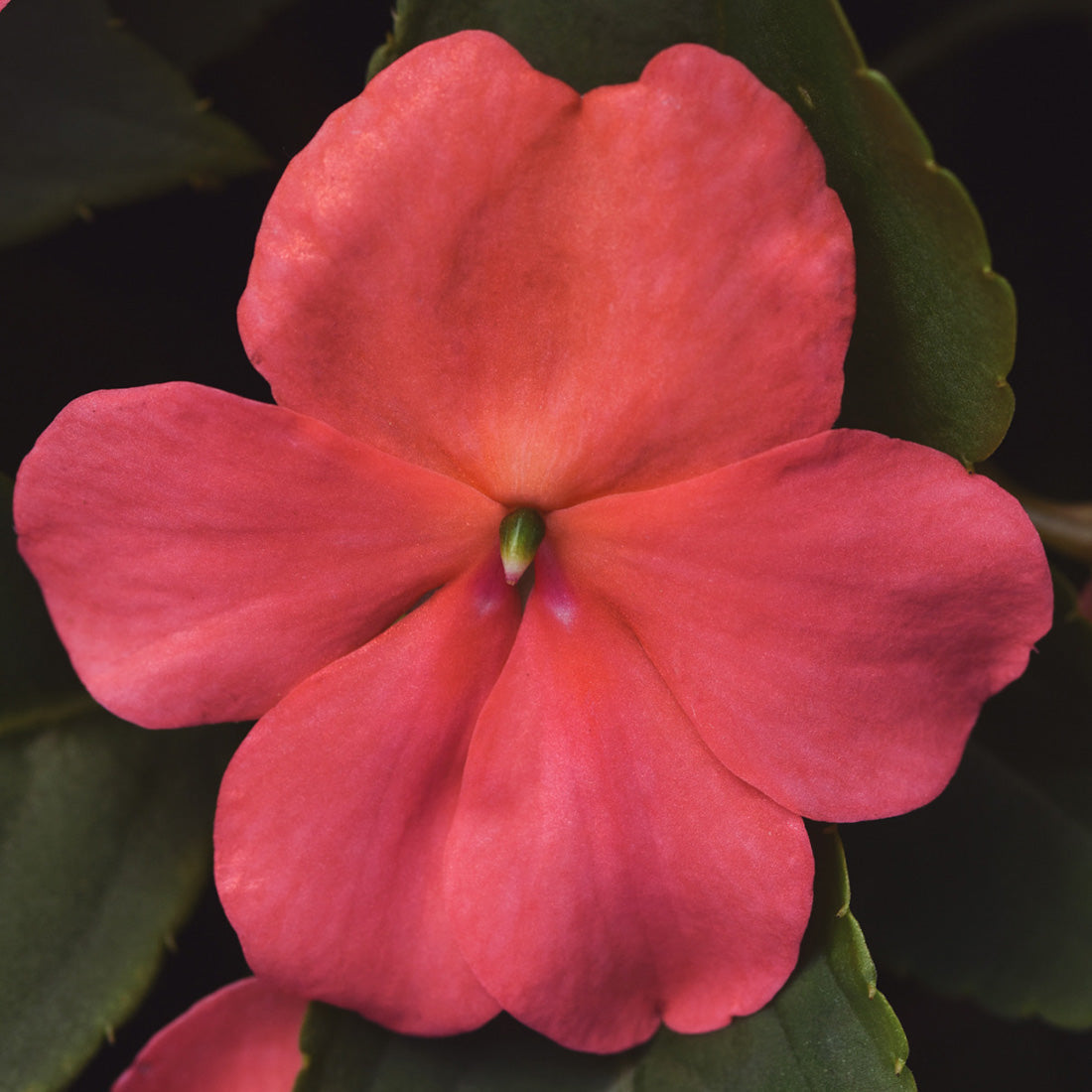 Impatiens | Beacon - Large Hanging Basket