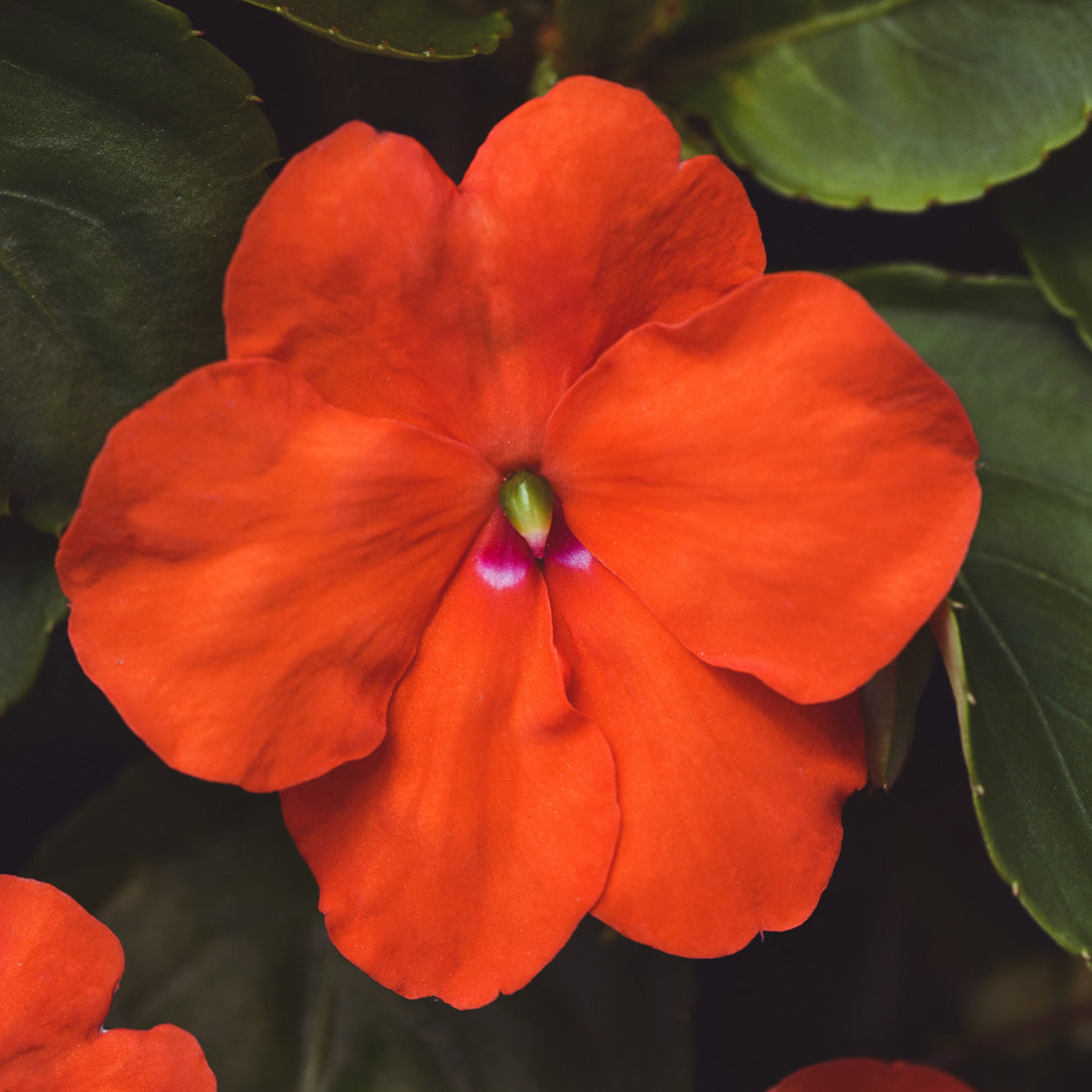 Impatiens | Beacon - Large Hanging Basket