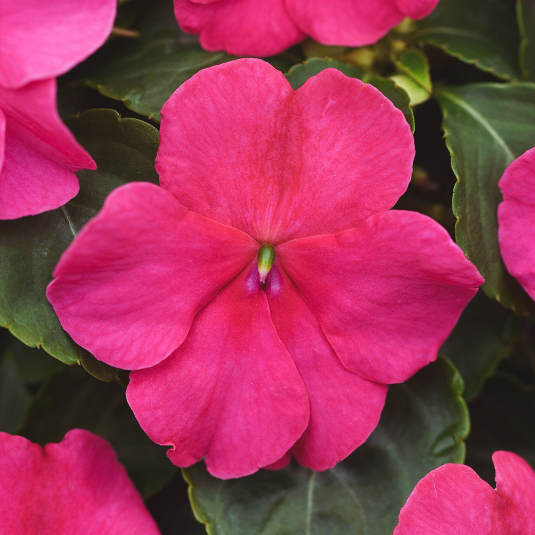 Impatiens | Beacon - Large Hanging Basket