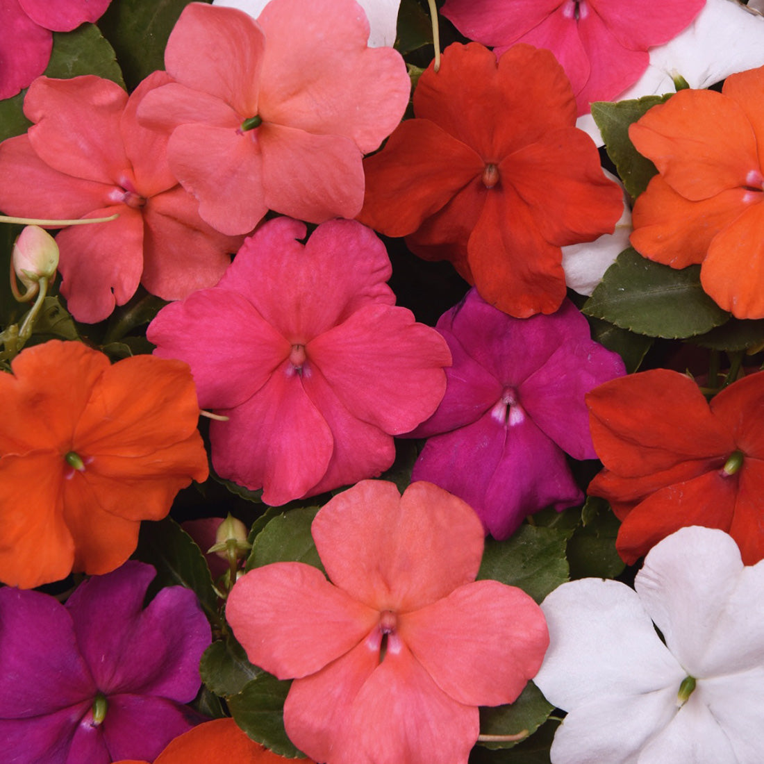 Impatiens | Beacon - Large Hanging Basket