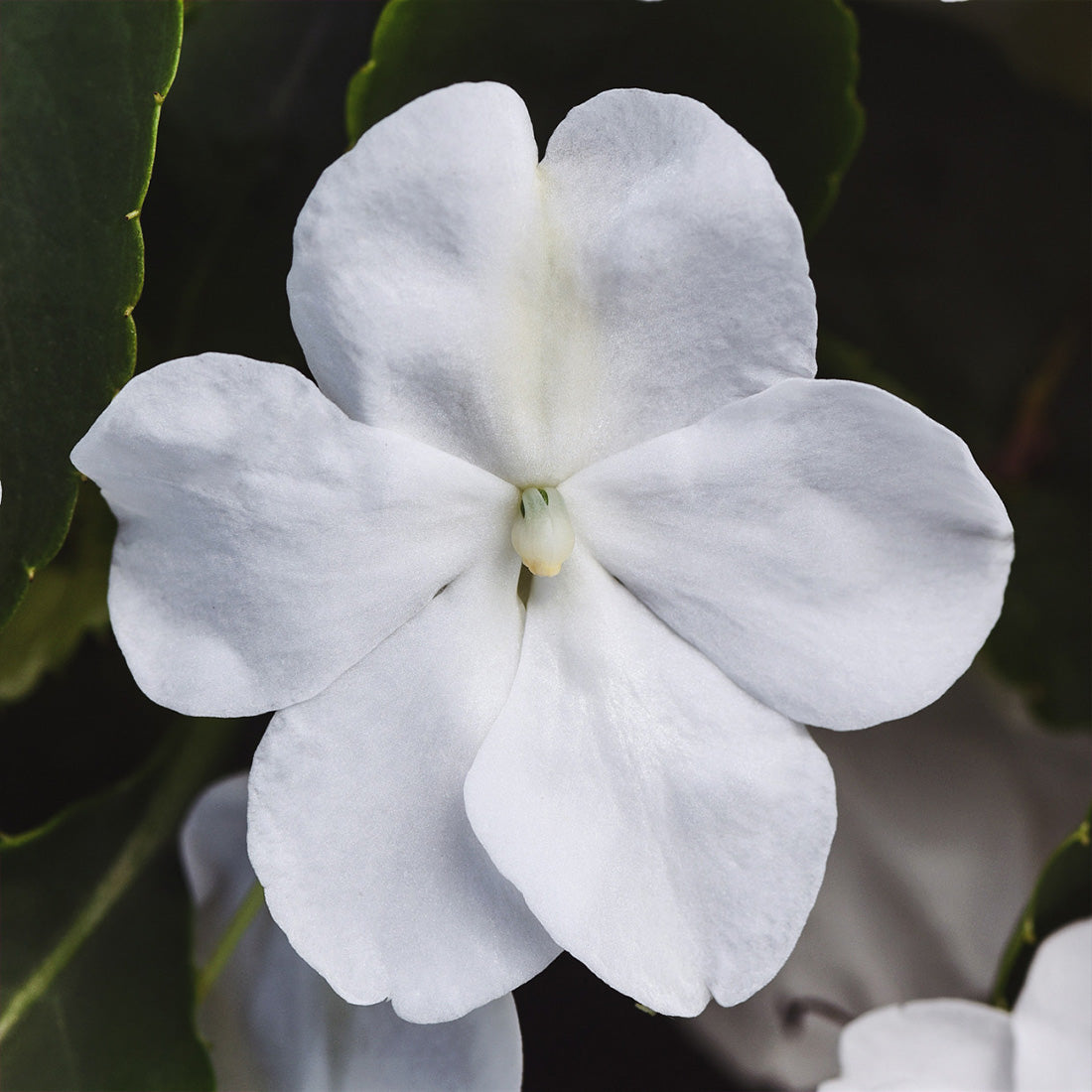 Impatiens | Beacon - 3 Quart