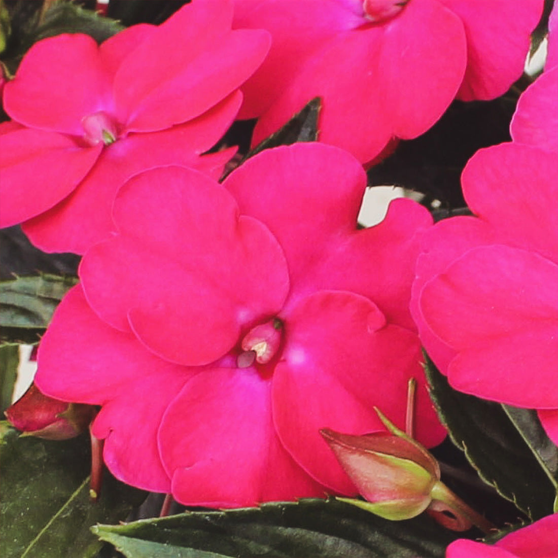 Impatiens | SunPatiens - Medium Hanging Basket