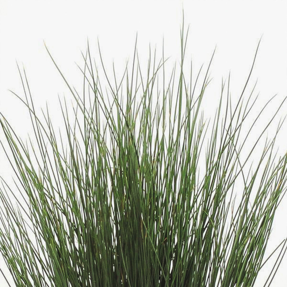 Juncus | ColorGrass Rush - 1 Quart
