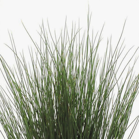 Juncus | ColorGrass Rush - 1 Quart