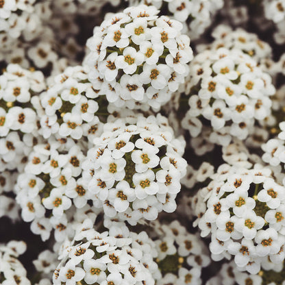 Lobularia | Easy Breezy - 1 Quart