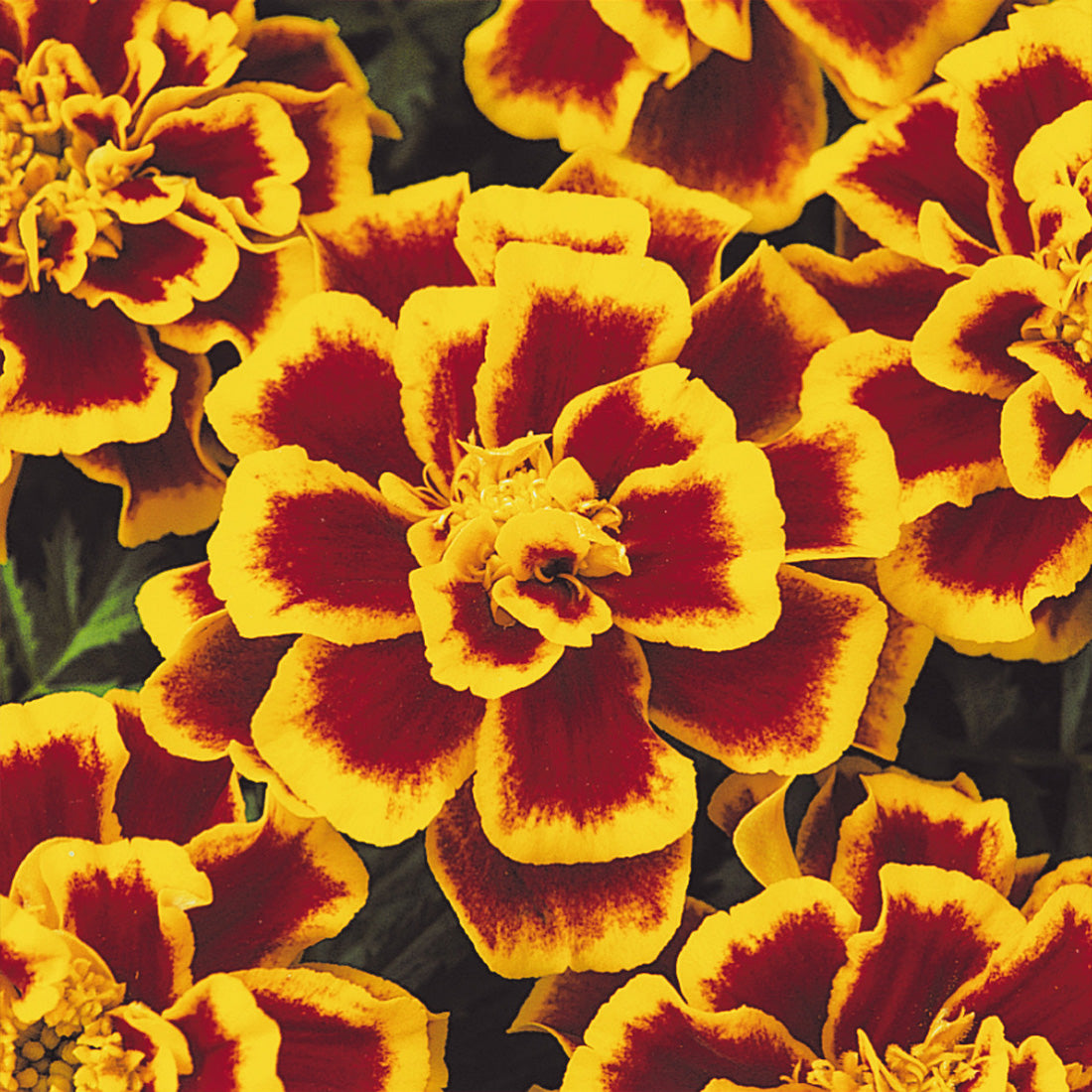 Marigold | French - 4 Pack