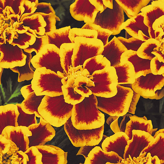 Marigold | French - 4 Pack