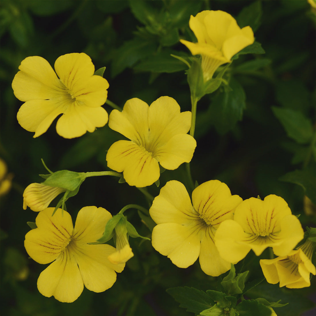 Mecardonia | Little Sunshine - 1 Quart