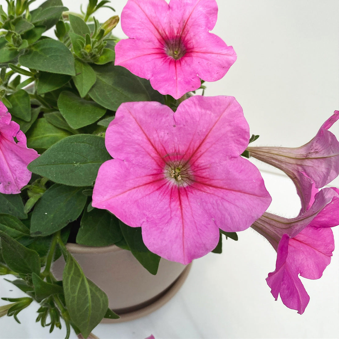 Petunia | Spreading Easy Wave - 1 Quart