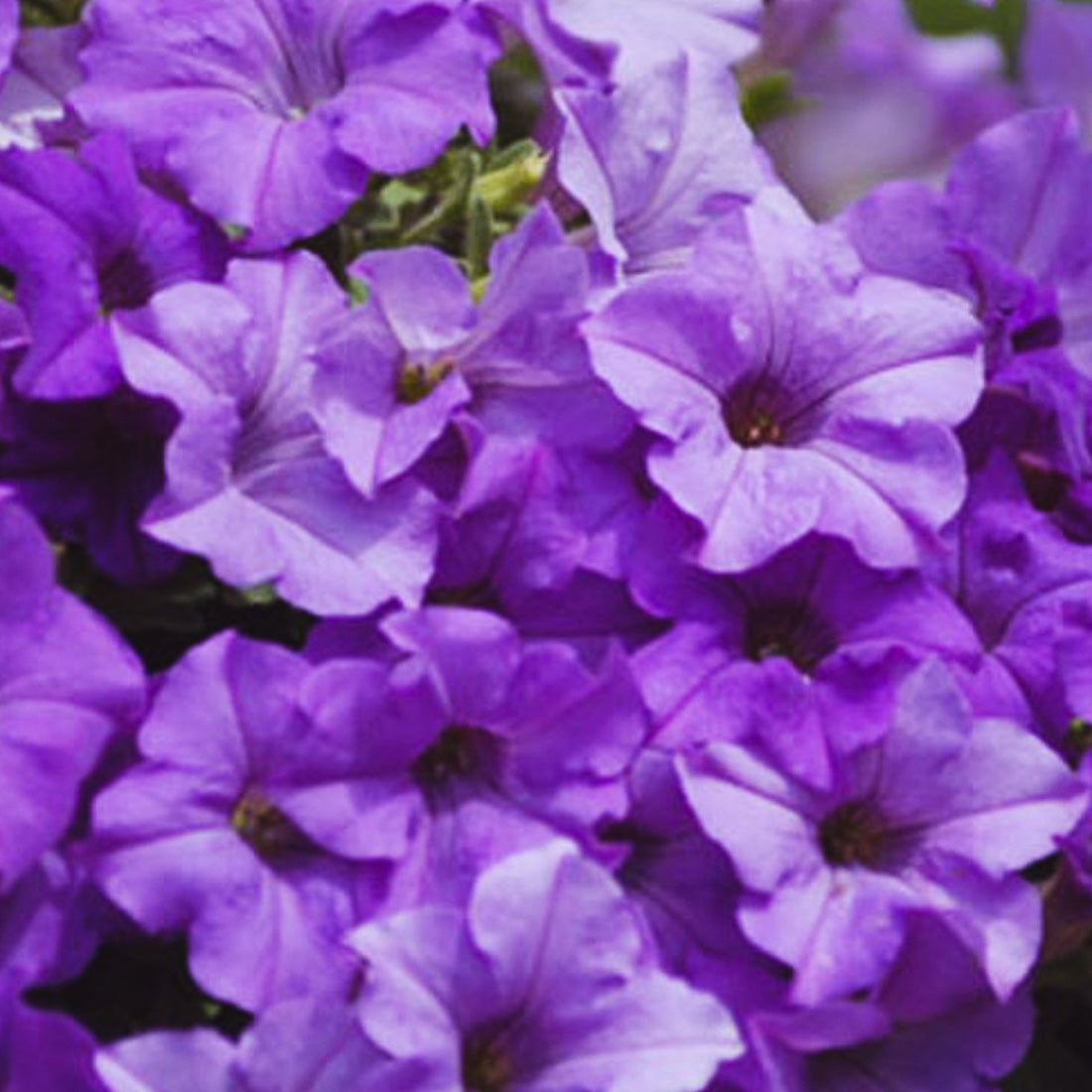 Petunia | Trailing - Large Hanging Basket