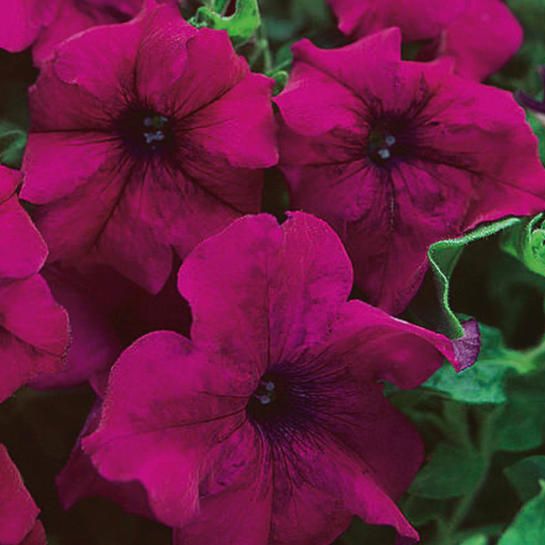 Petunia | Trailing - Large Hanging Basket
