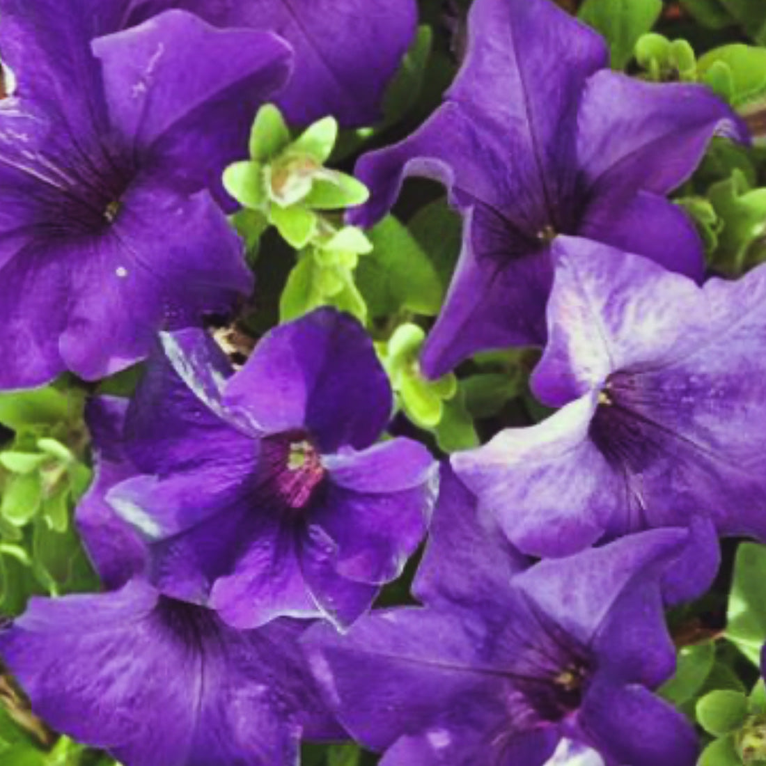 Petunia | Trailing - Large Hanging Basket