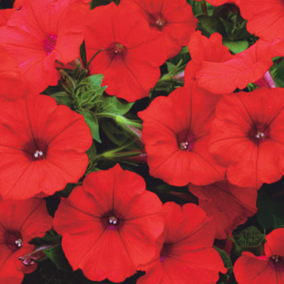 Petunia | Trailing - Large Hanging Basket