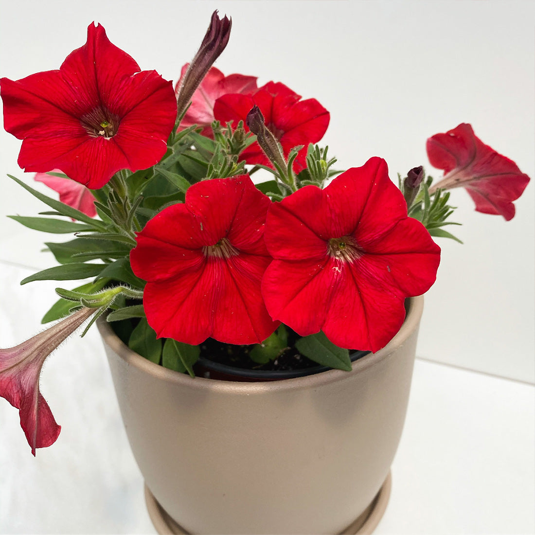 Petunia | Spreading Easy Wave - 1 Quart