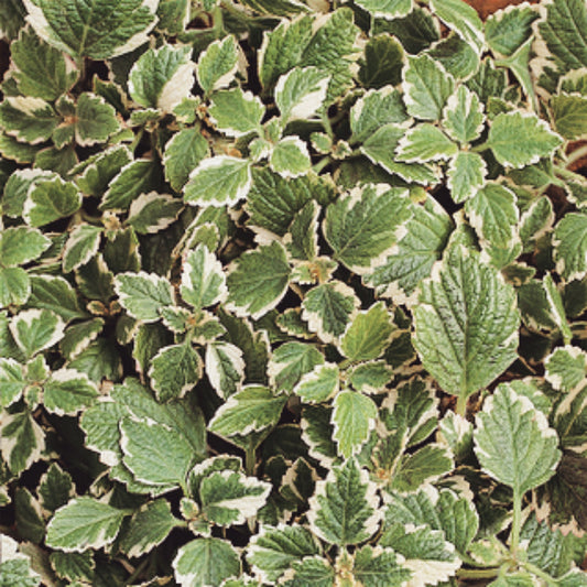 Plectranthus | Plectranthus