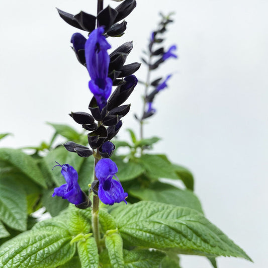 Salvia Pollinator Favorites | Black & Blue - 1 Gallon