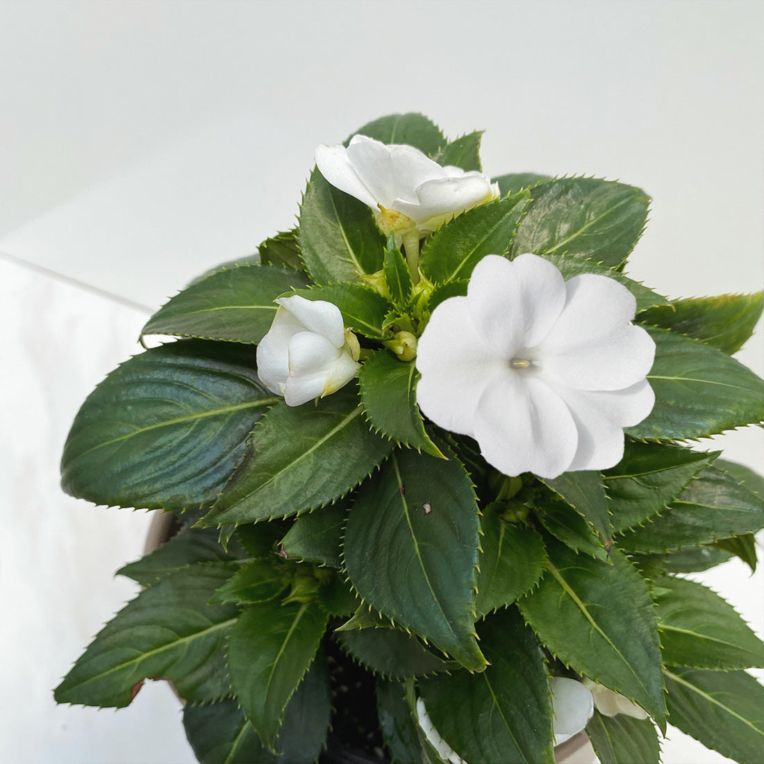 Impatiens | SunPatiens - 3 Quart