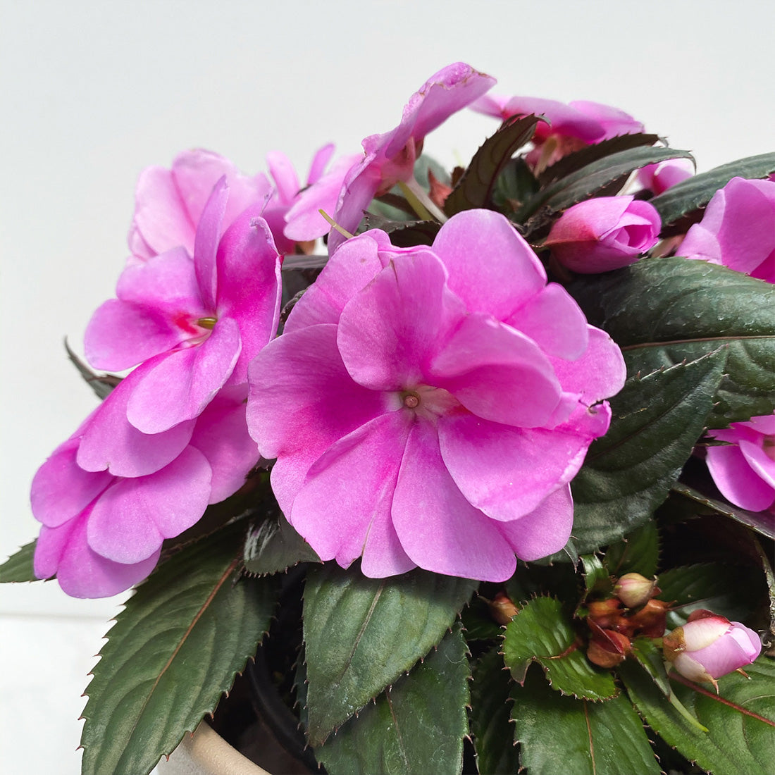 Impatiens | SunPatiens - 1 Quart