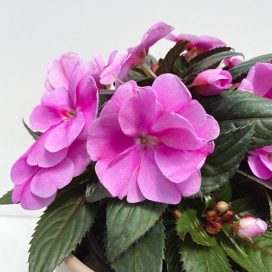 Impatiens | SunPatiens - 1 Quart