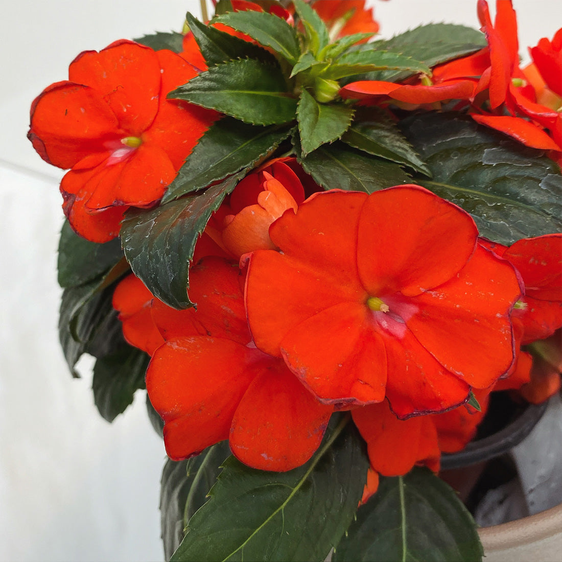 Impatiens | SunPatiens - 1 Quart