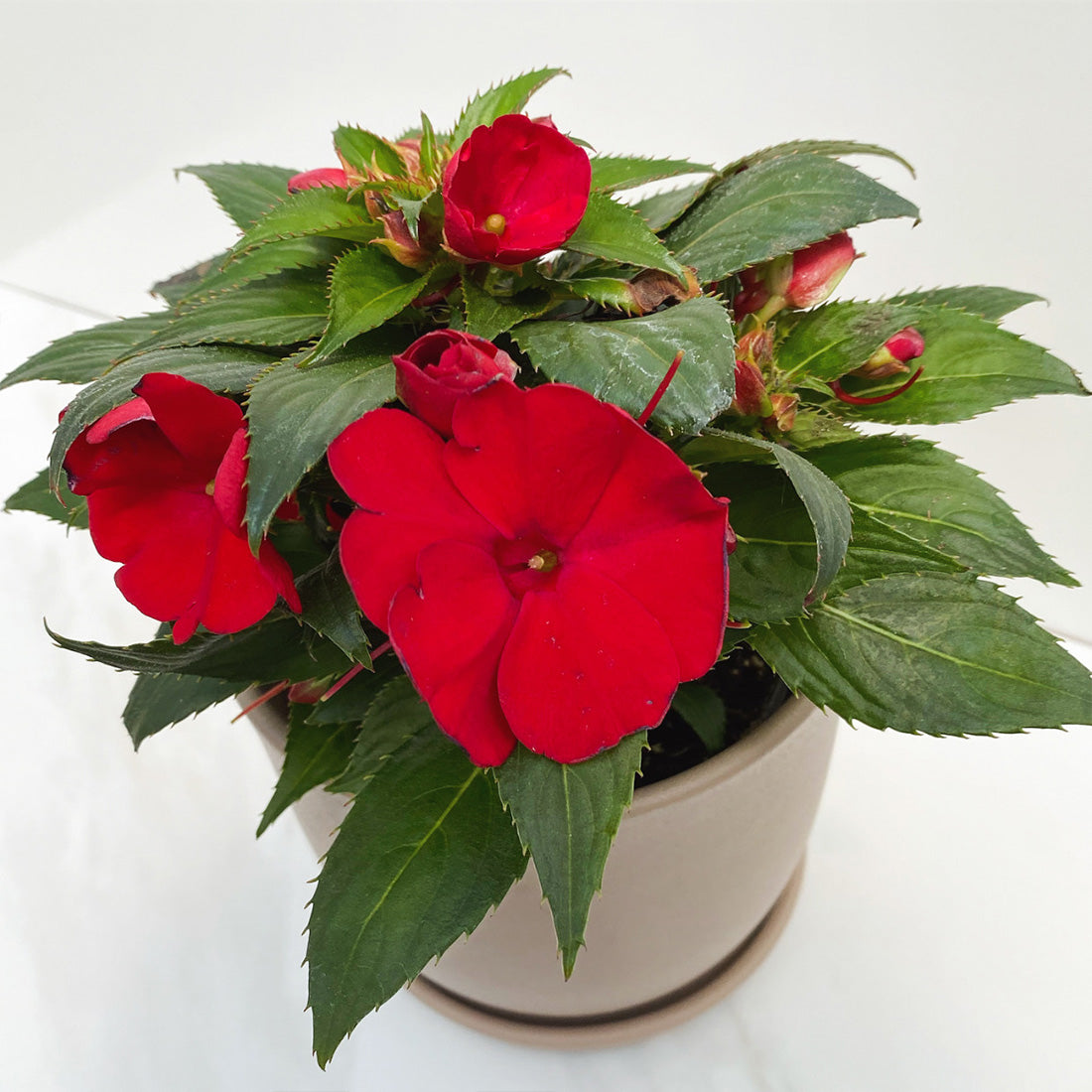 Impatiens | SunPatiens - 1 Quart