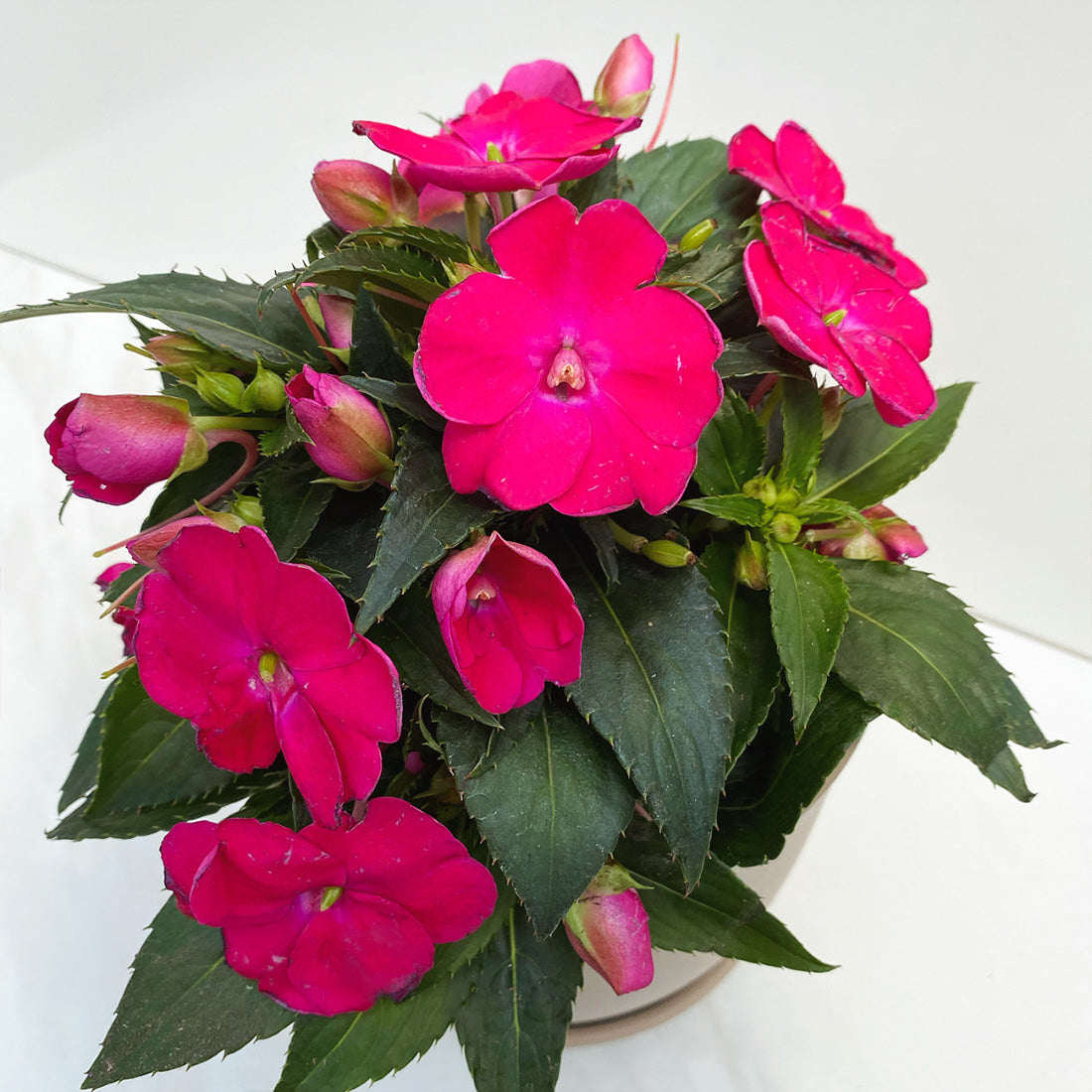 Impatiens | SunPatiens - 1 Quart