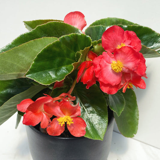 Begonia | Whopper - 3 Quart