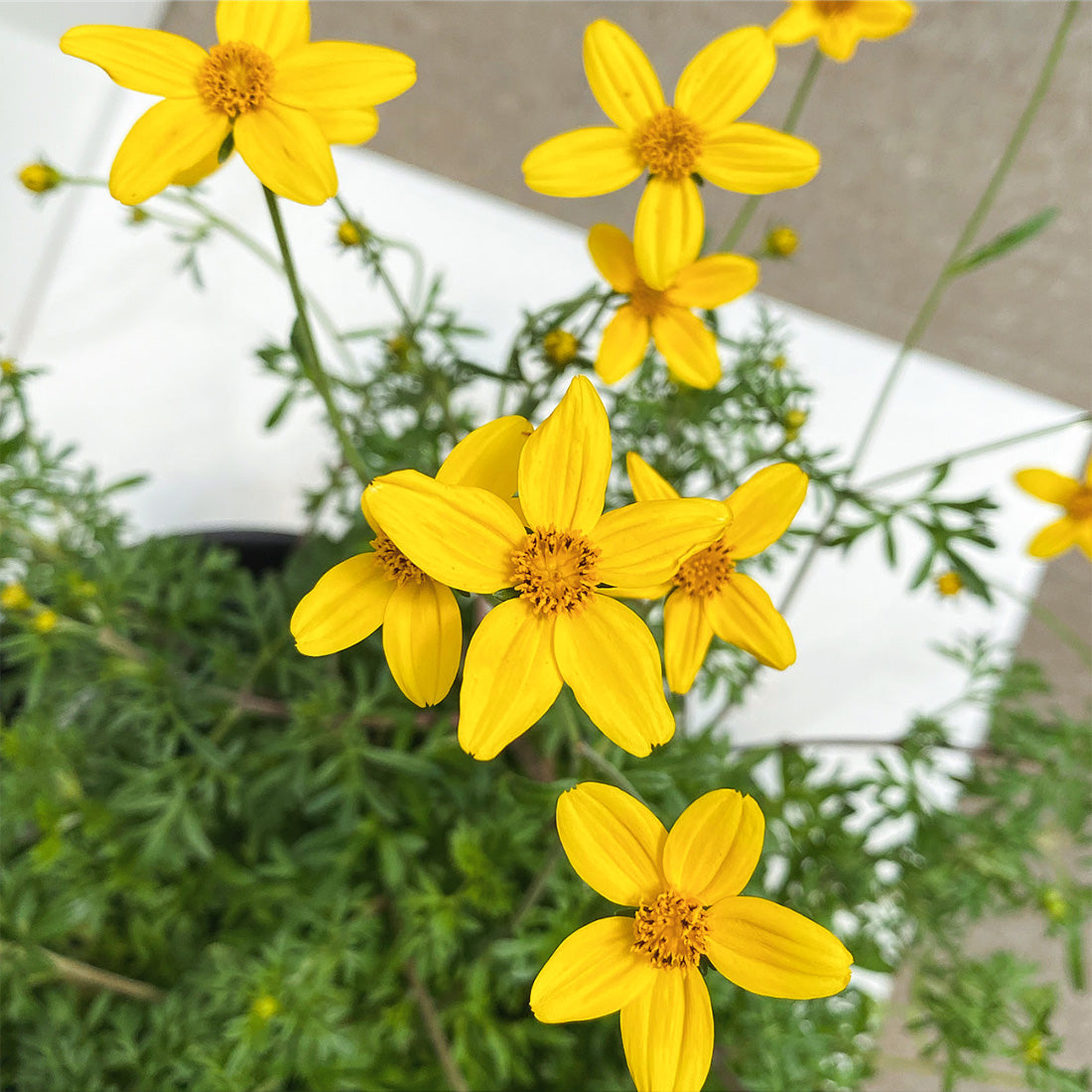 Bidens | Sunbeam - 1 Quart