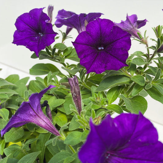 Petunia | Spreading Easy Wave - 1 Quart