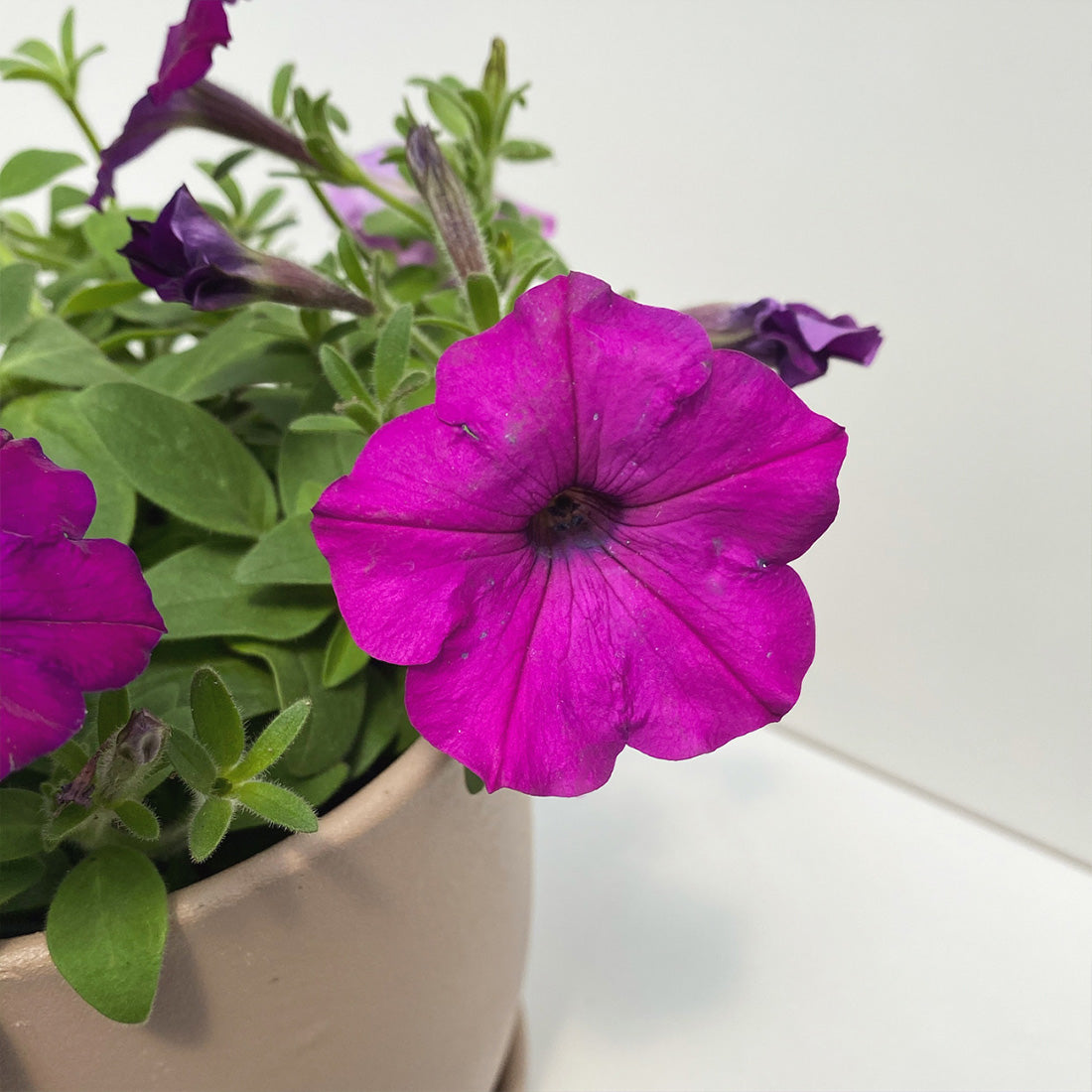 Petunia | Spreading Easy Wave - 3 Quart
