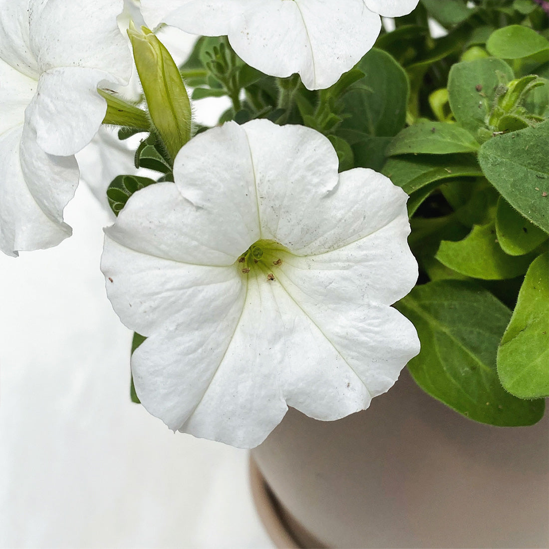 Petunia | Spreading Easy Wave - 3 Quart