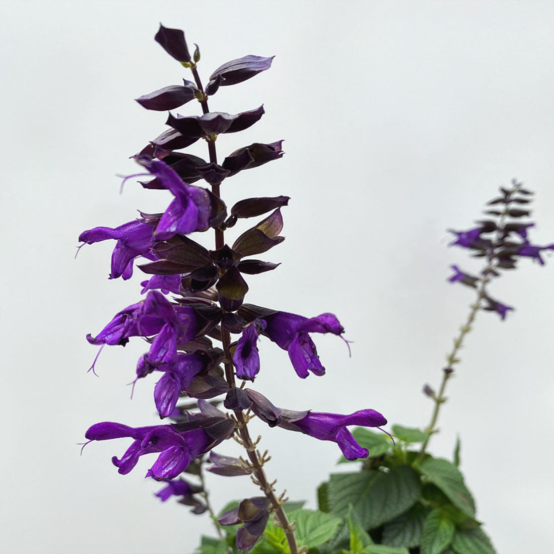Salvia | Purple & Bloom - 1 Quart