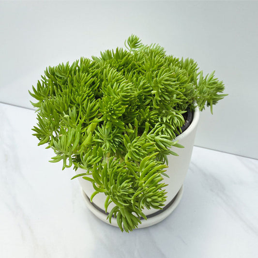 Sedum | Gold Mound - 1 Quart