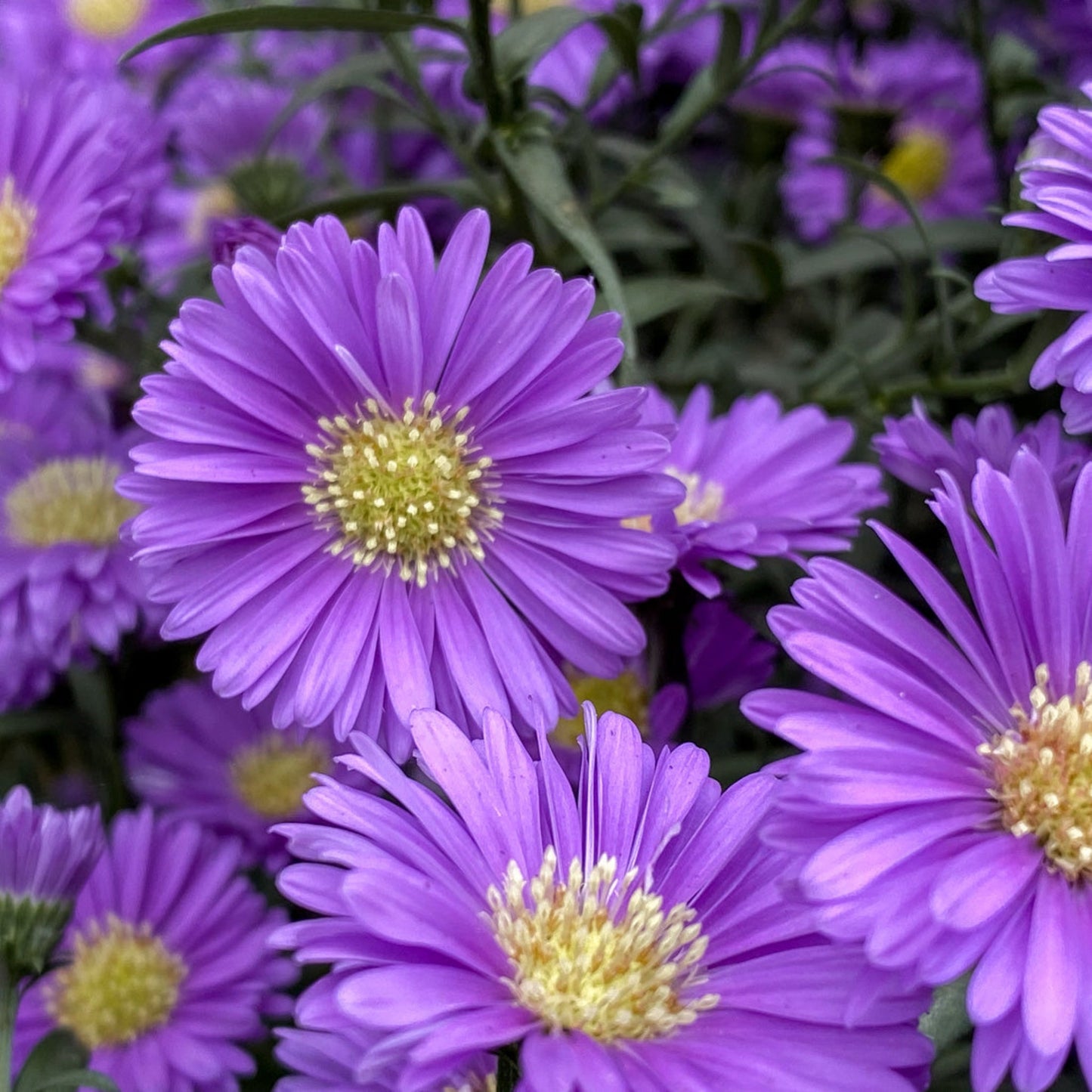 Aster | Dragon Blue - 1 Quart