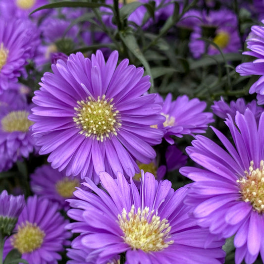 Aster | Dragon Blue - 1 Quart