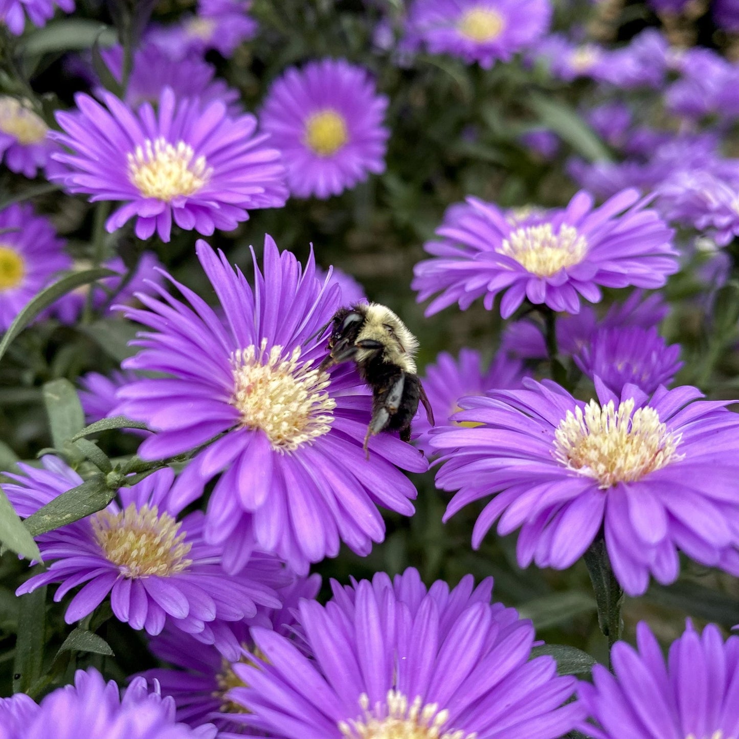 Aster | Magic Purple - 1 Quart