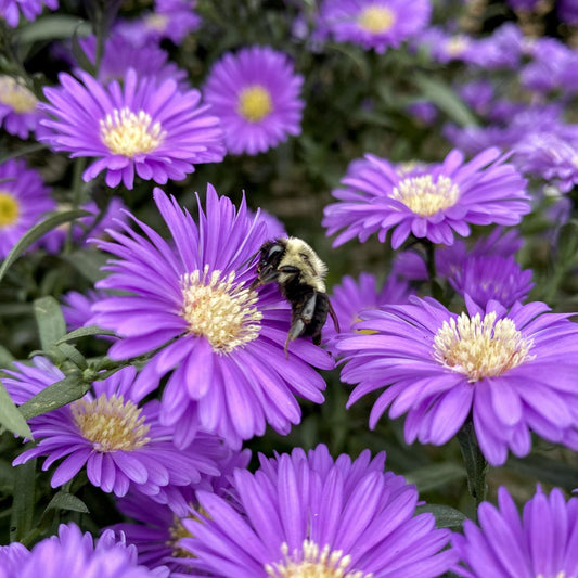 Aster | Magic Purple - 1 Quart