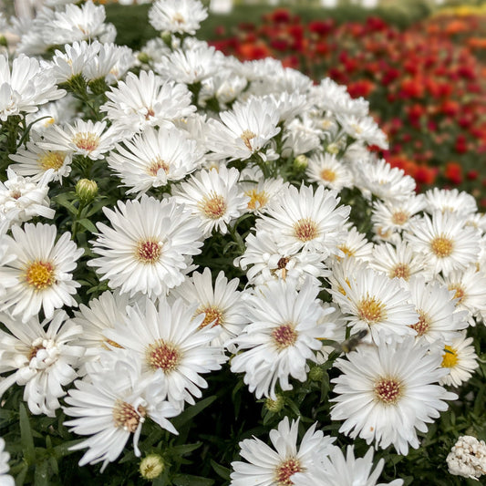 Aster | Puff White - 1 Quart