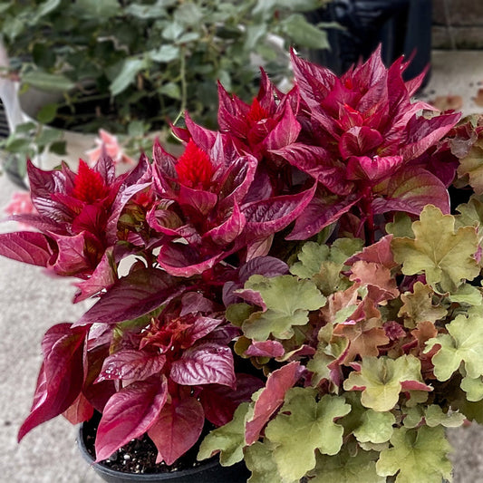 Celosia | Dragon's Breath - 3 Quart
