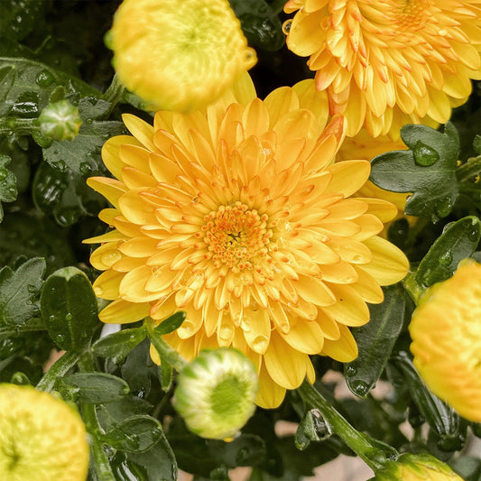 Garden Mum | Yellow | Late September Blooming - Large Hanging Basket