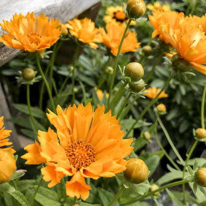 Coreopsis | Coreopsis