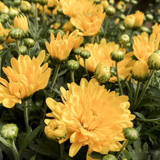 Garden Mum | Jacqueline Yellow - Medium Patio Container