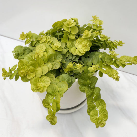 Lysimachia | Creeping Jenny - 1 Quart