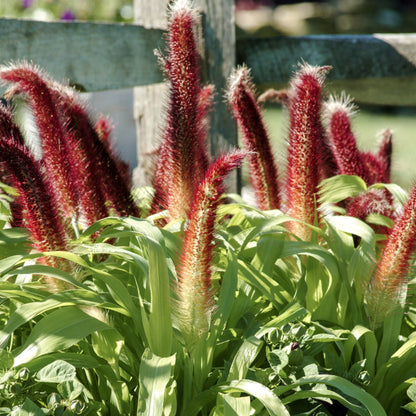 Pennisetum | Fall Grass