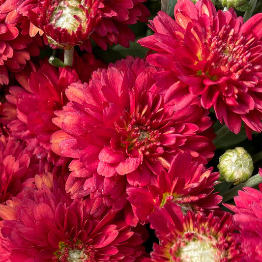 Garden Mum | Aideen Red Fire - Large Patio Container